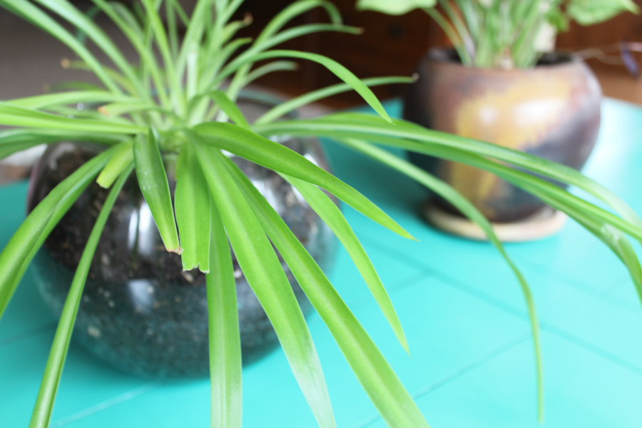 Spider plant potted in a glass fish bowl