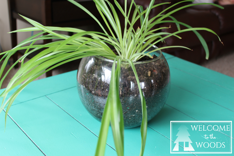 Plant your greenery in a glass fish bowl for a modern look